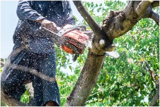 tree services Wetumka